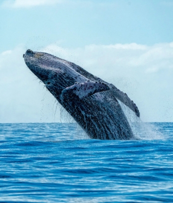 Whale Watching